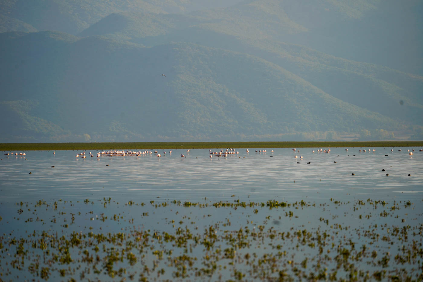 Flamingos auf dem Kerkini See