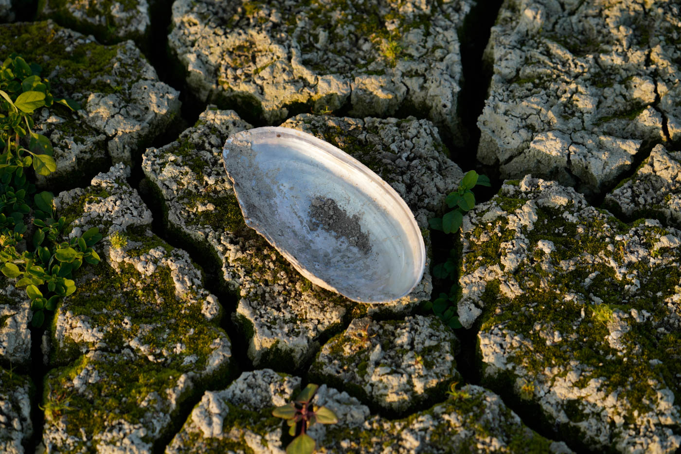 Muschel auf dem ausgetrockneten Boden