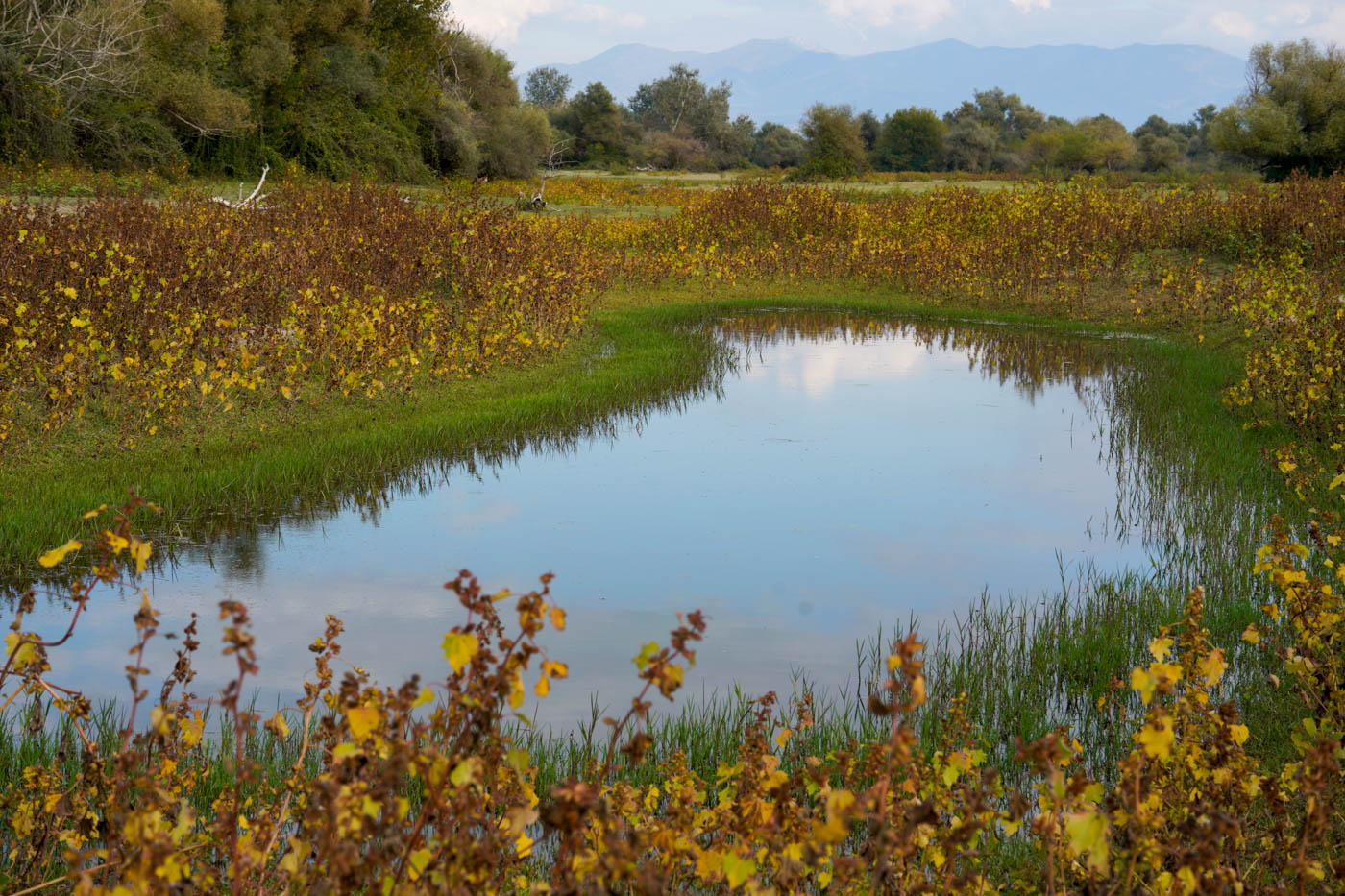Wasserstelle am Kerkini See in Griechenland