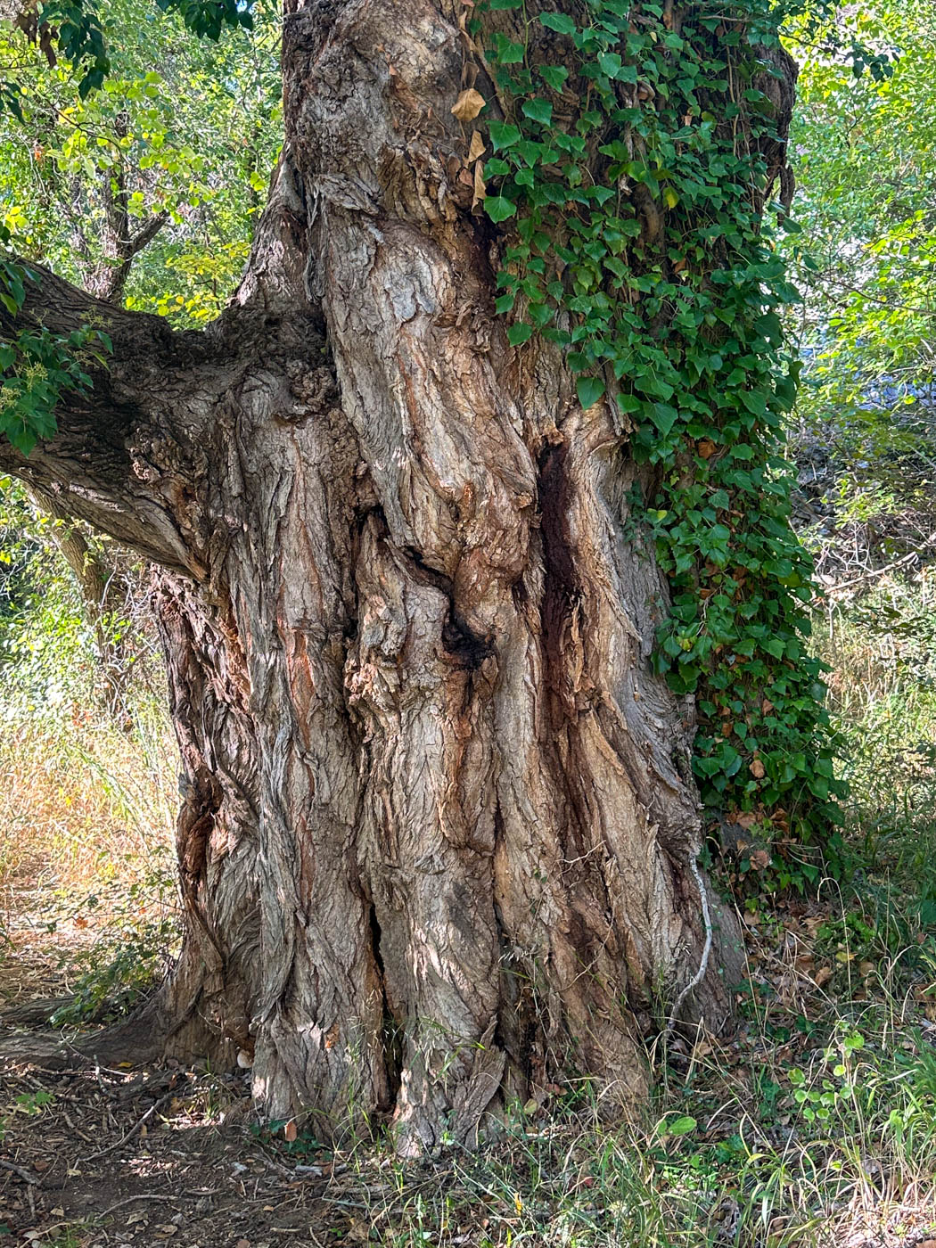 Alter Baum