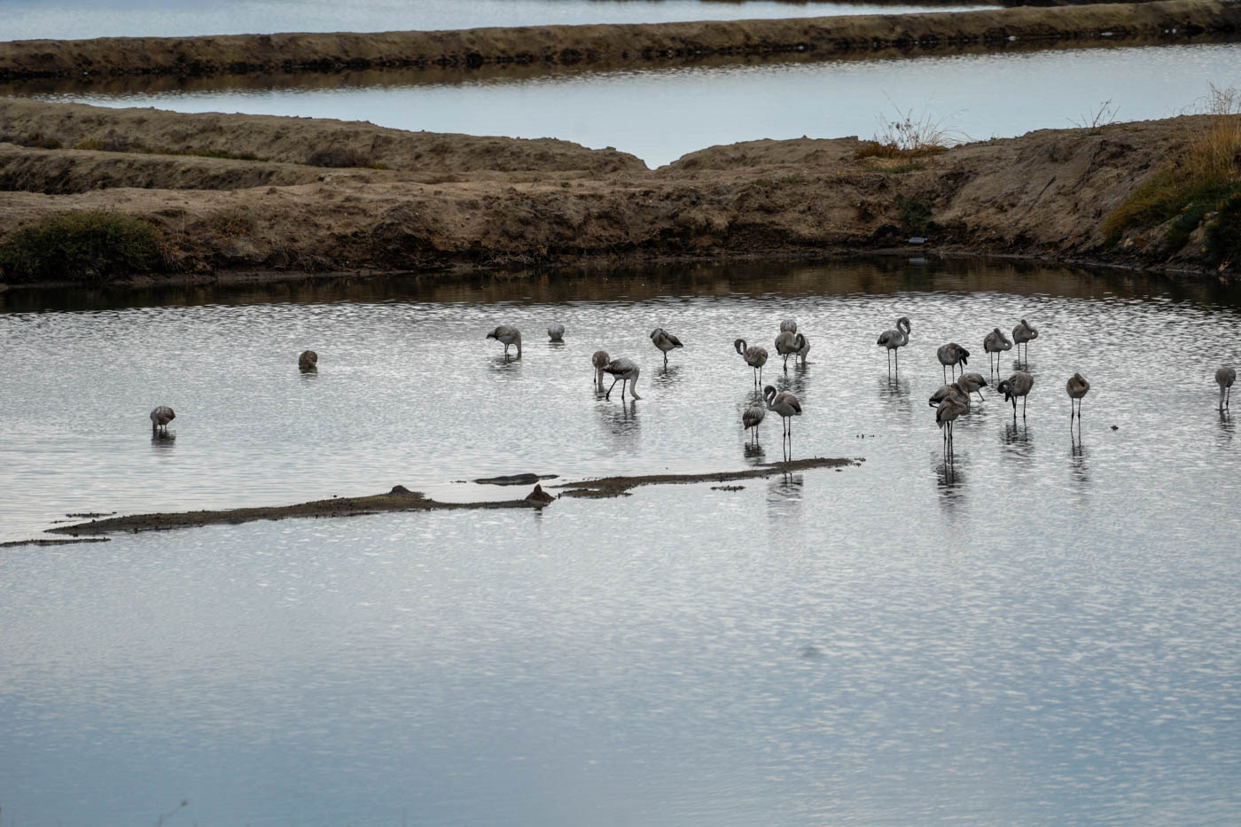 Flamingos in der Lagune von Pórto Lágos