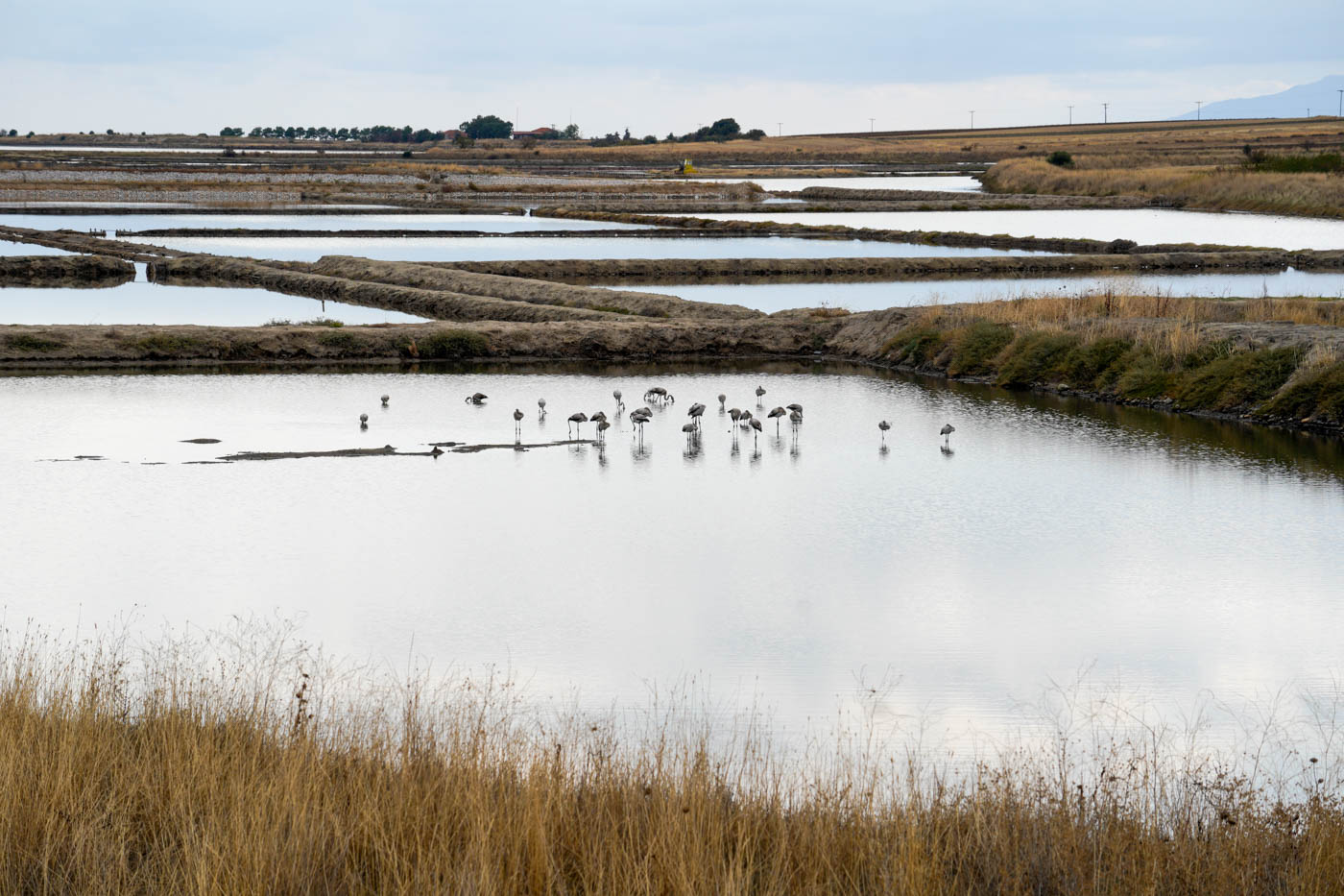 Flamingos in der Lagune von Pórto Lágos