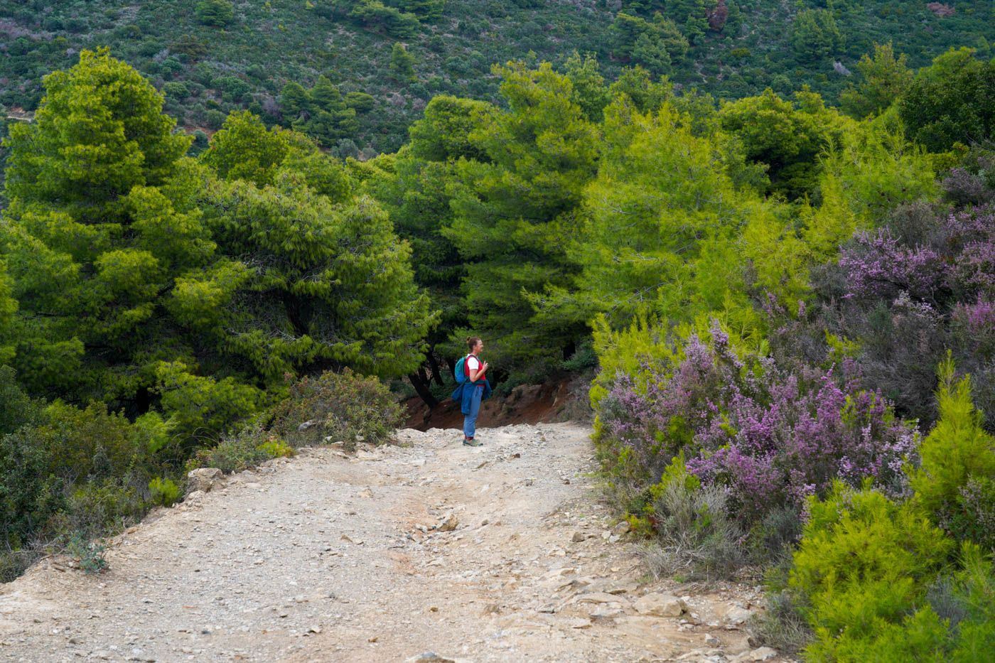 Schotterweg duch dichtes Buschwerk während der Wanderung zum Kap Sithonía in Chalkidikí