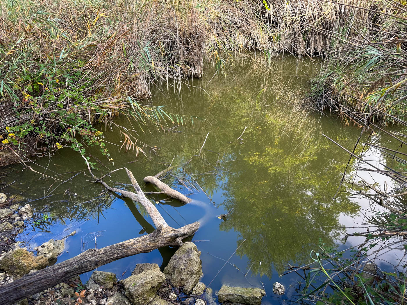 Uferbereich des Schildkröten-Sees Mavrobara auf der Halbinsel Kassandra (Chalkidikí)