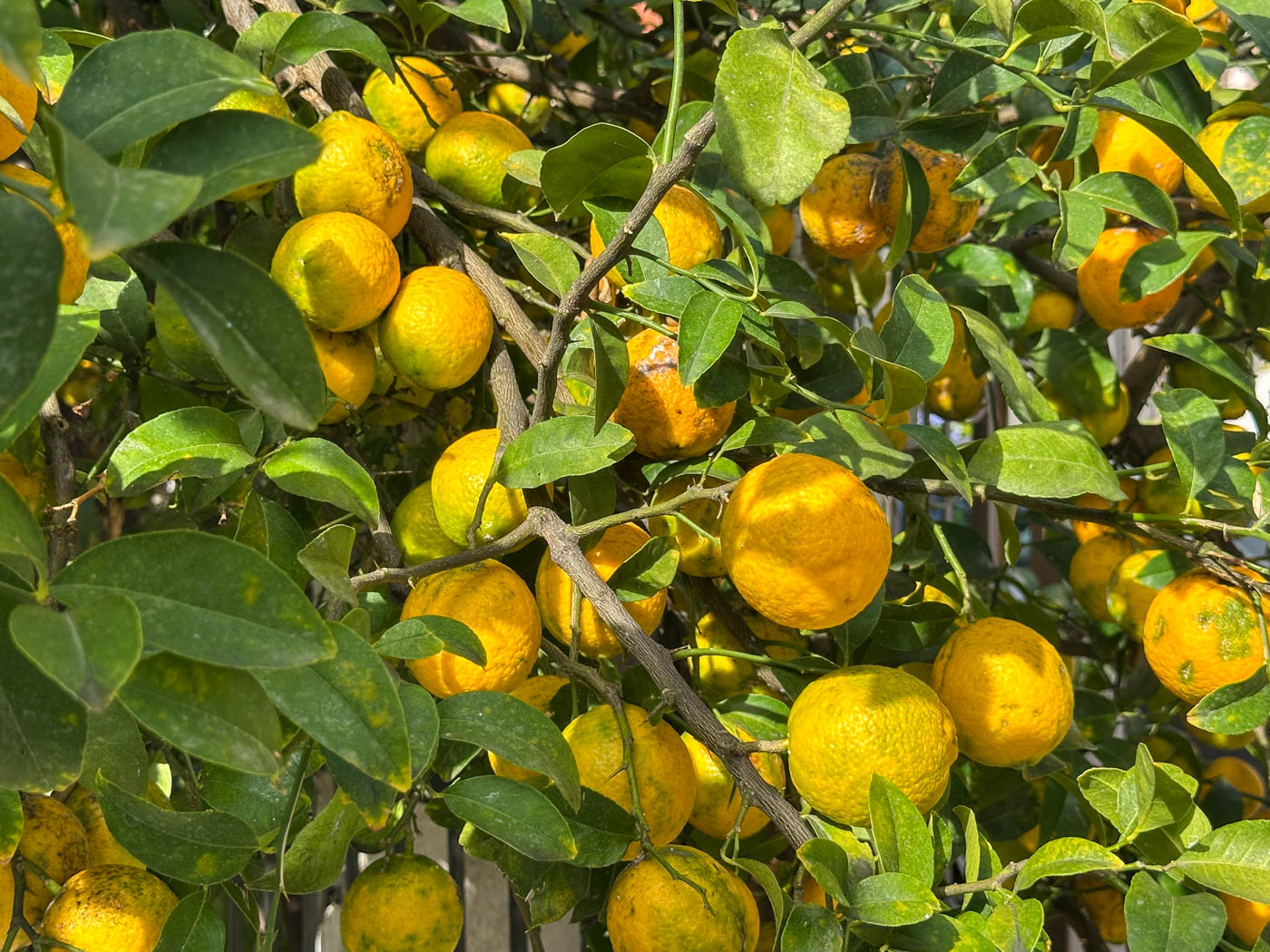 Orangenbaum
