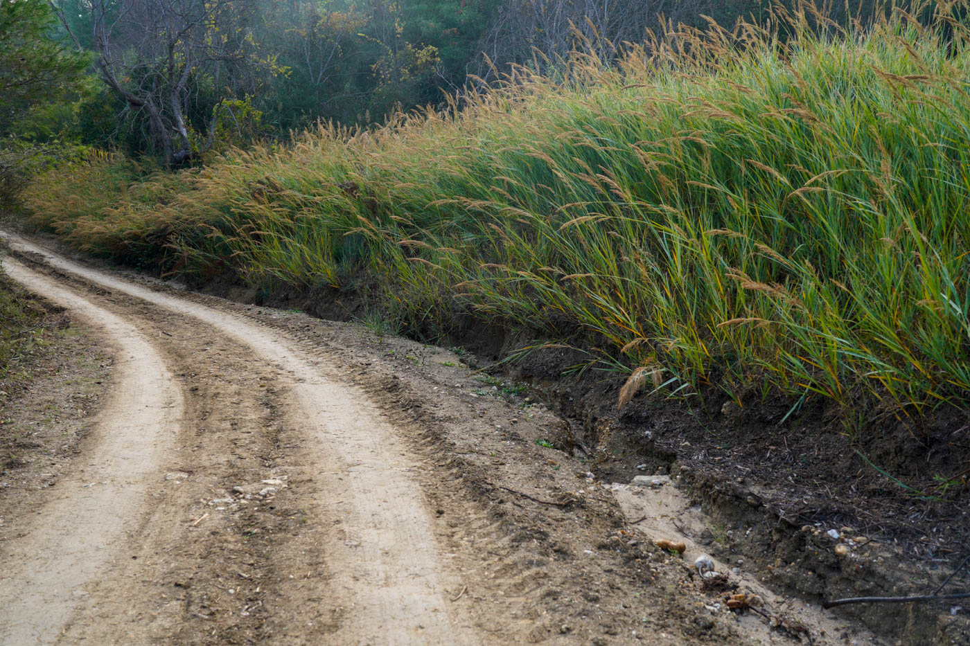 Breiter Wanderweg mit Schilf
