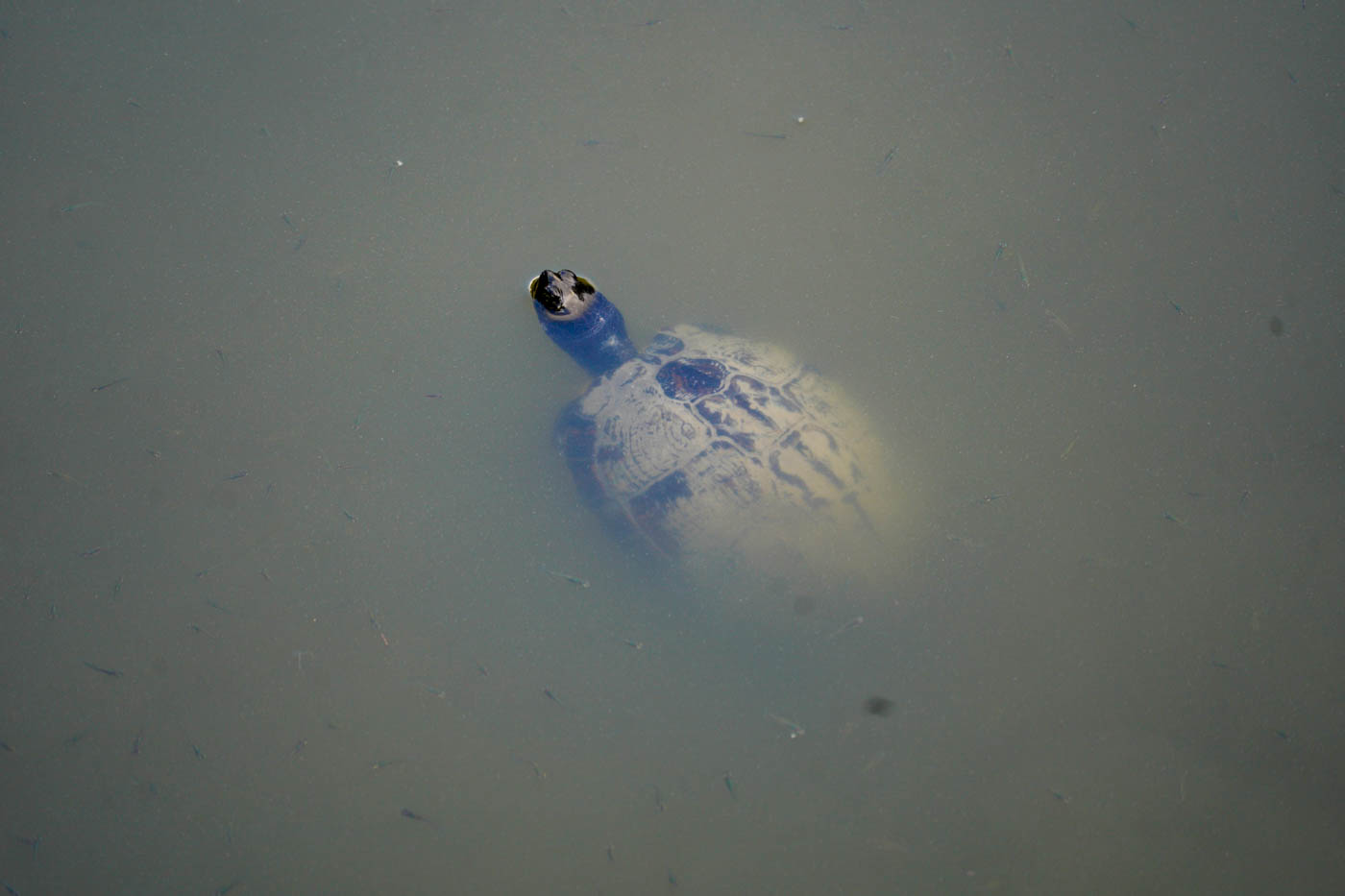 Schildkröten im Wasser des Mavrobara-Sees auf der Halbinsel Kassandra (Chalkidikí)