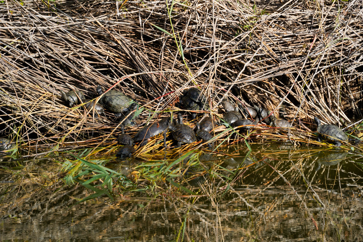 Schildkröten im Schilf am See Mavrobara auf der Halbinsel Kassandra (Chalkidikí)