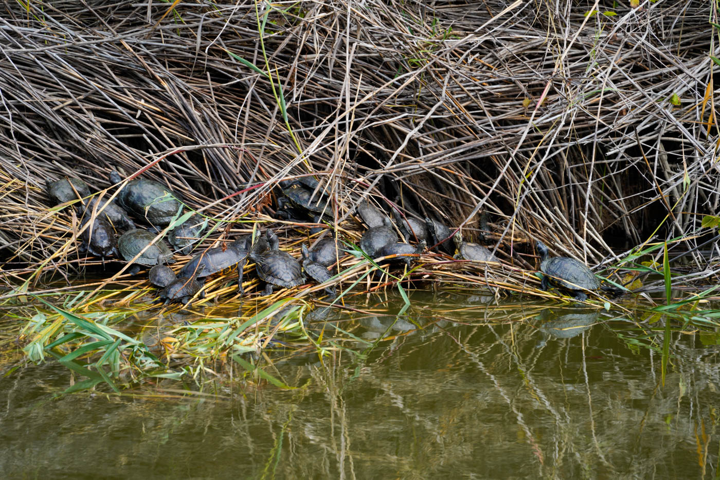Schildkröten im Schilf am See Mavrobara auf der Halbinsel Kassandra (Chalkidikí)