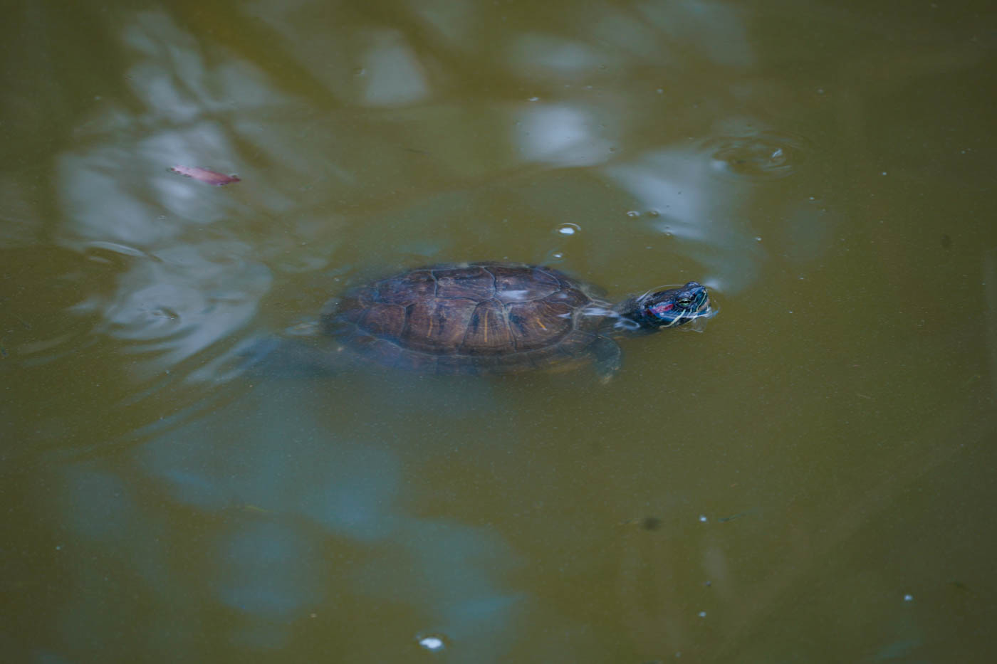 Schildkröten im Wasser des Mavrobara-Sees auf der Halbinsel Kassandra (Chalkidikí)