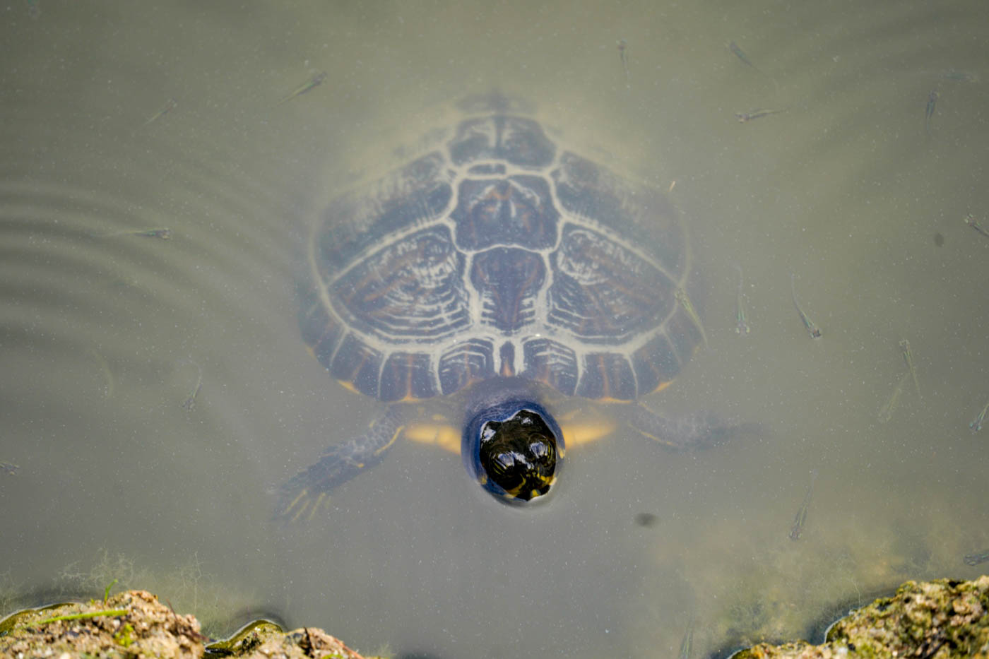 Schildkröten im Wasser des Mavrobara-Sees auf der Halbinsel Kassandra (Chalkidikí)