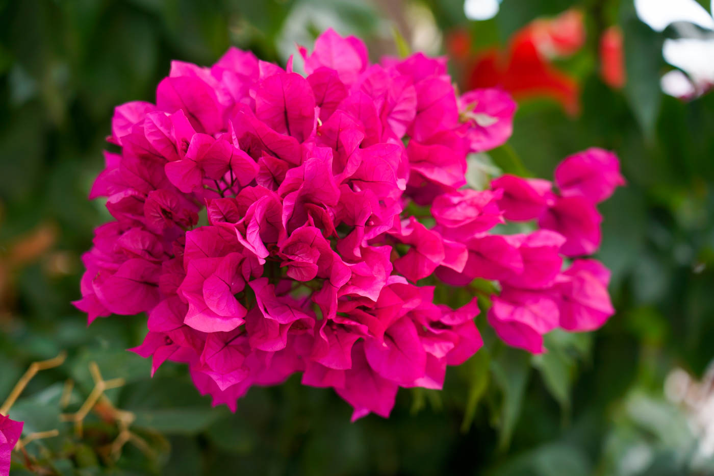 Blumen in Ágia Paraskeví