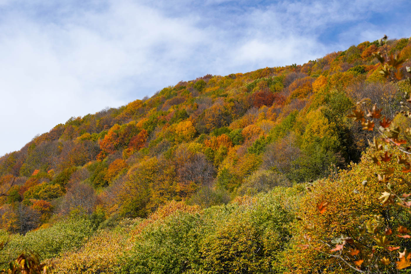 Kastanienwälder im Herbst auf Pilion
