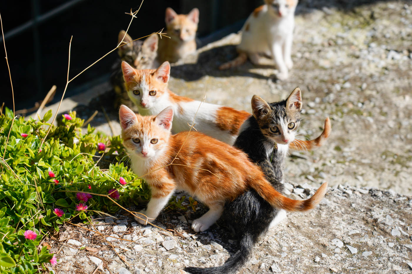 Katzen in Xinóvrysi Griechenland