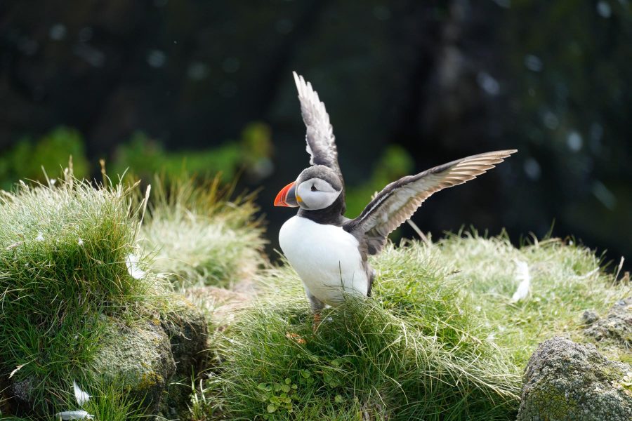 Papageitaucher auf der Wanderung zu den Klippen von Látrabjarg