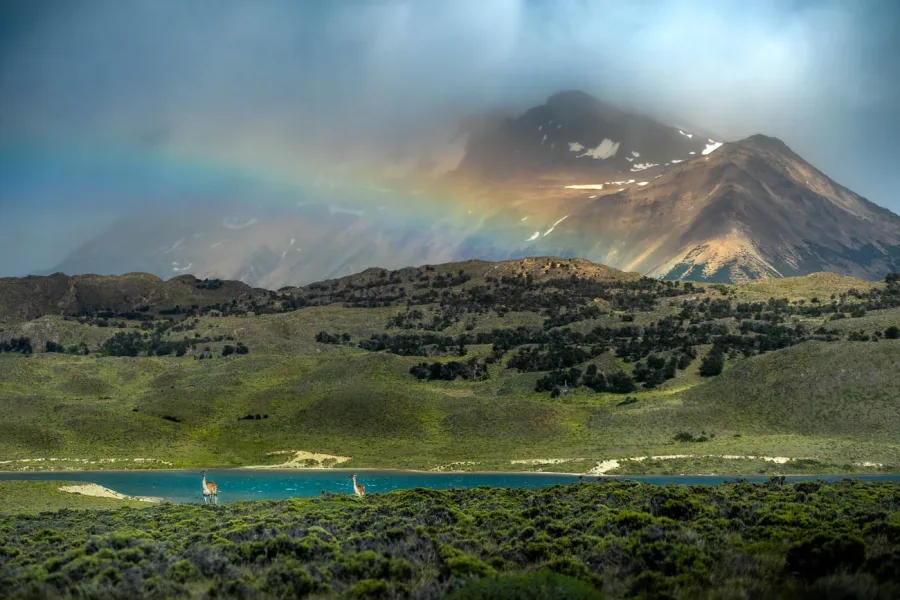 Guanakos vor Regenbogen im Perito Moreno Nationalpark,